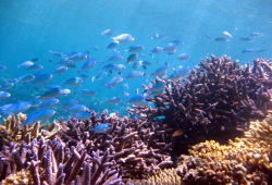 石垣島のサンゴ礁をシュノーケリング