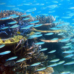 石垣島の珊瑚礁をシュノーケリング
